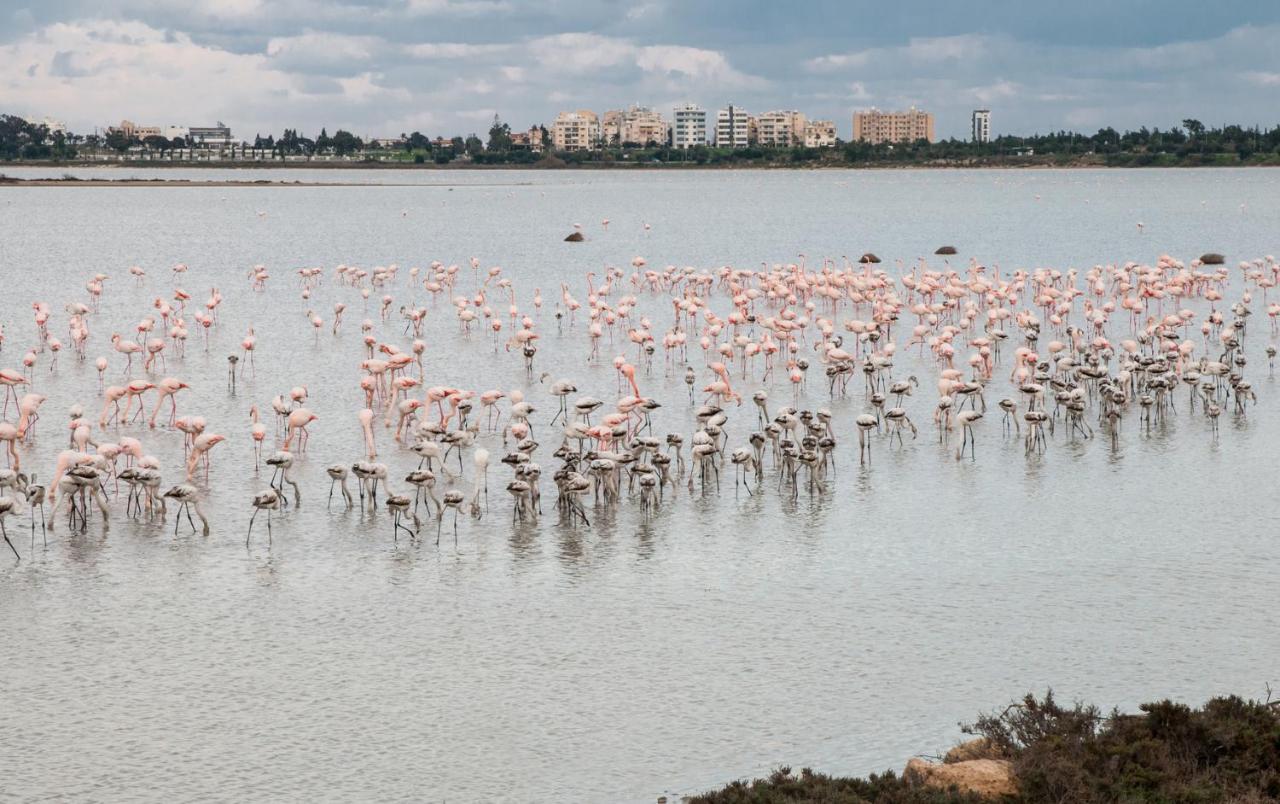 Promenade Breeze City Apartment Larnaca Dış mekan fotoğraf